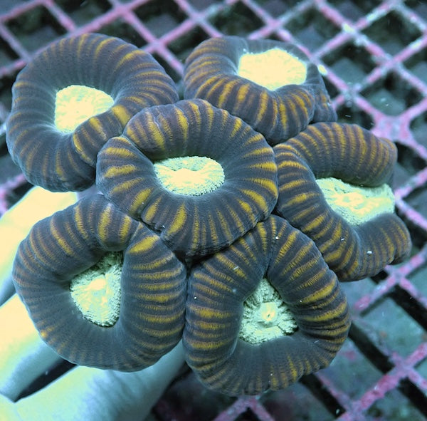 Bullseye Candy Cane Colony MD