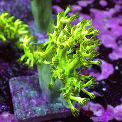 Fluoro Green Kenya Tree Frag