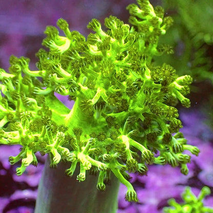 Fluoro Green Kenya Tree Frag