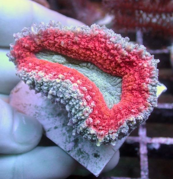 WYSIWYG 365 Red Rim Lobophyllia