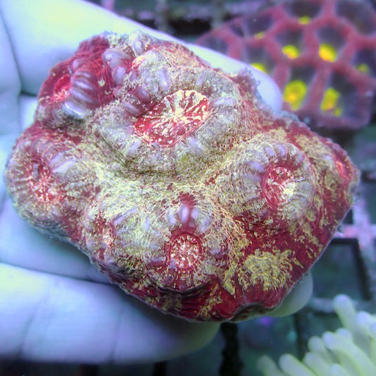 WYSIWYG 31 Red/Gold Aussie Chalice Colony