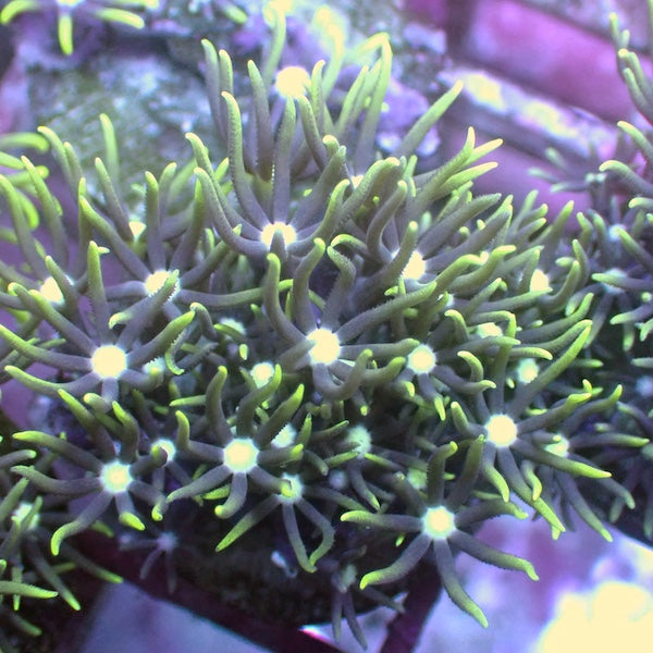 Mint Tip Star Polyp Frag