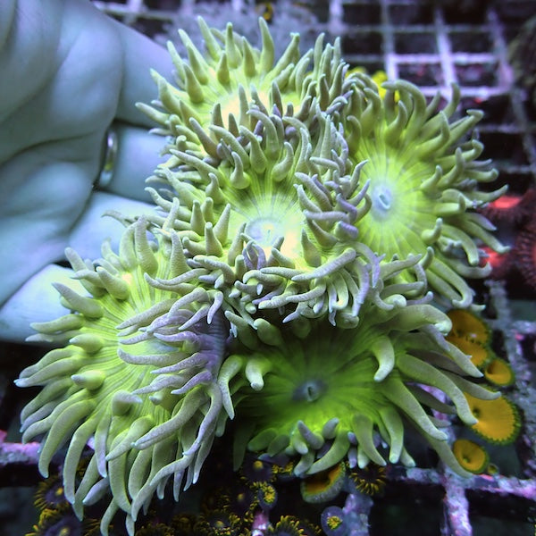 WYSIWYG 125 Fluoro Green Duncan Colony