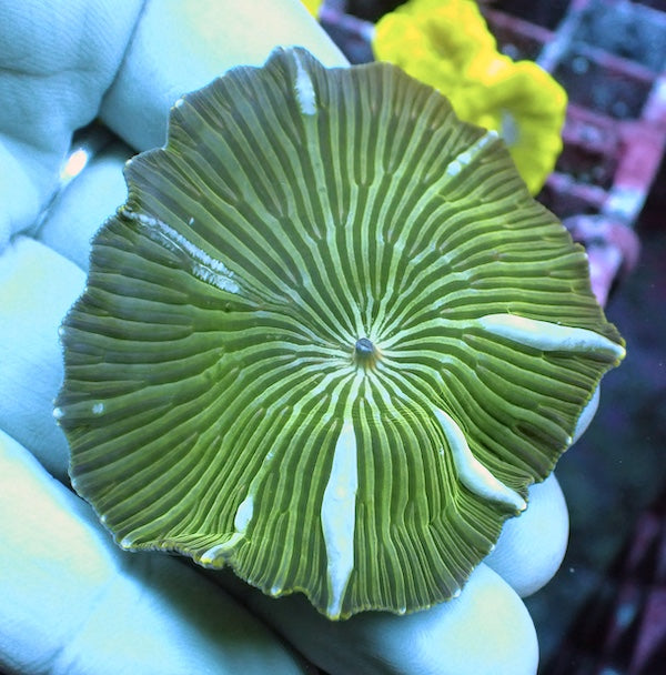 WYSIWYG 31 White Stripe Discosoma Mushroom Polyp