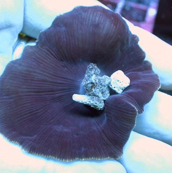 WYSIWYG 31 White Stripe Discosoma Mushroom Polyp