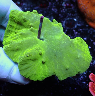 Green Cabbage Coral Frag