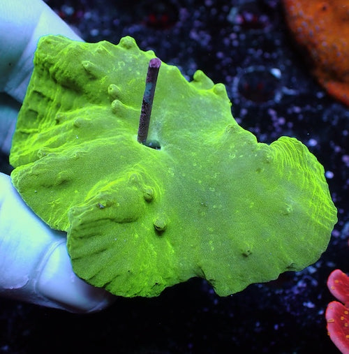 Green Cabbage Coral Frag