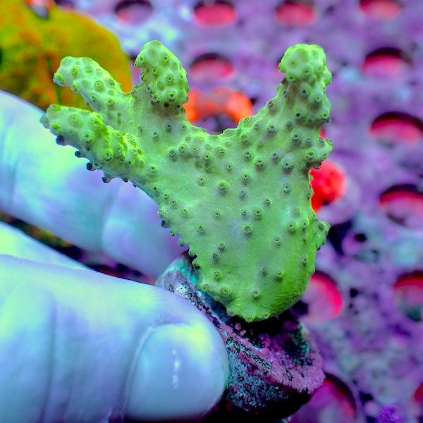 Green Devils Finger Leather Frag