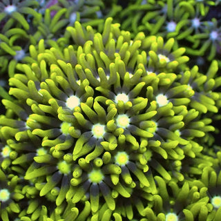 Lime Centre Star Polyp