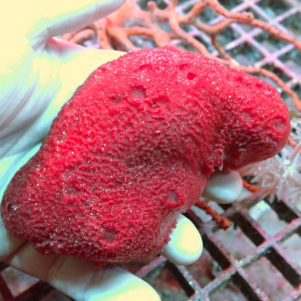Red Ball Sponge WYSIWYG 2