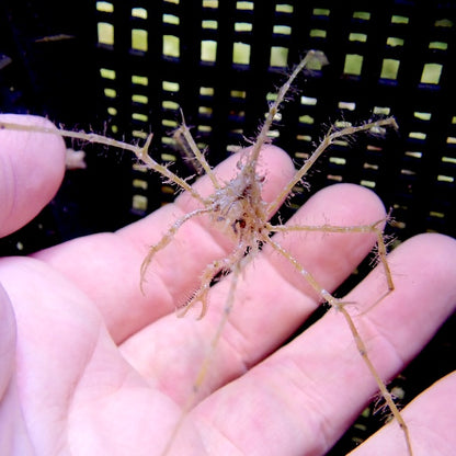Frilly Arrow Head Crab.