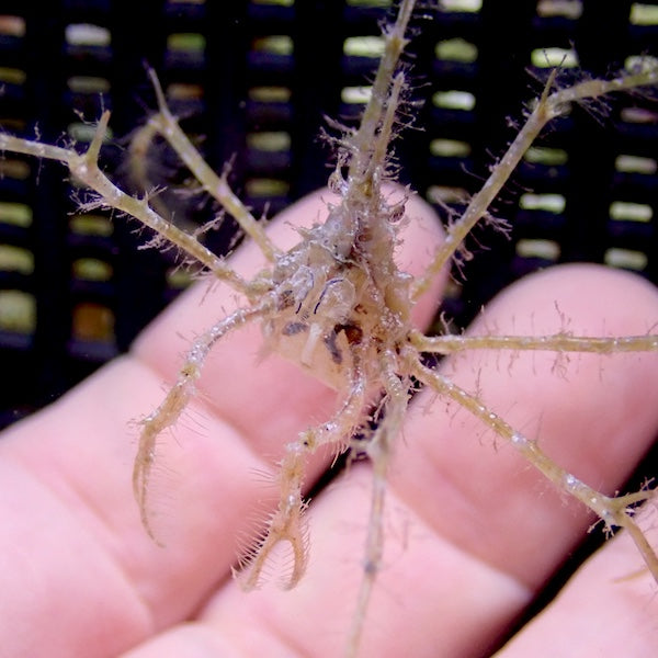 Frilly Arrow Head Crab.