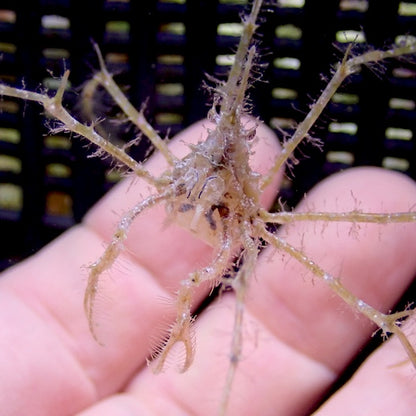Frilly Arrow Head Crab.