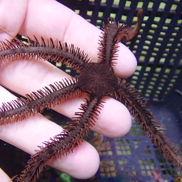 Chocolate Brittle Starfish