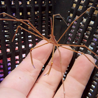 Arrow Head Crab
