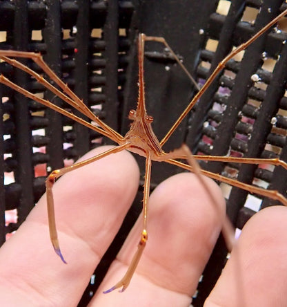 Arrow Head Crab