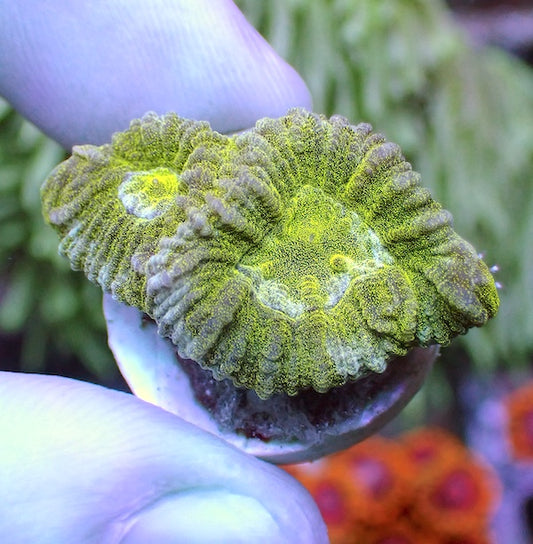 Fluoro Green Glitter Favia