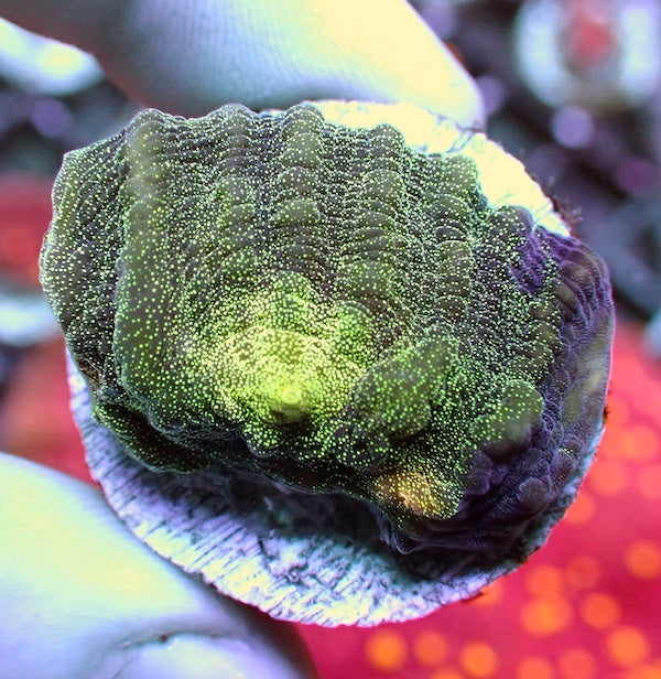 Twisted Glitter Chalice Green Dominant