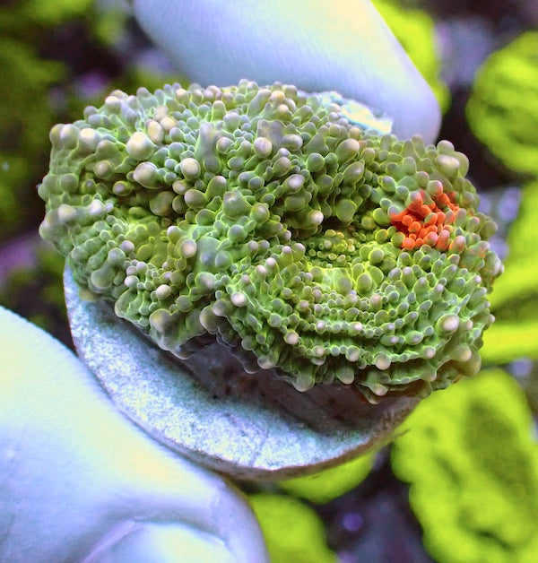 Green/Orange Crush Acan echinata.