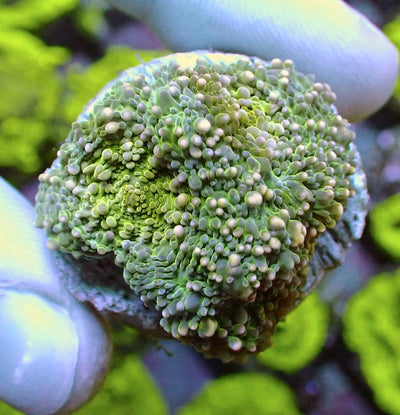 Green Crush Acan echinata