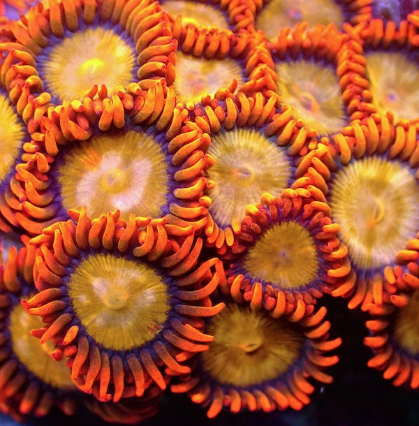Mandarin Zoa 5 Polyps.