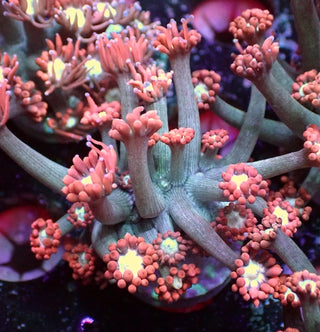 Peach Fusion Goniopora