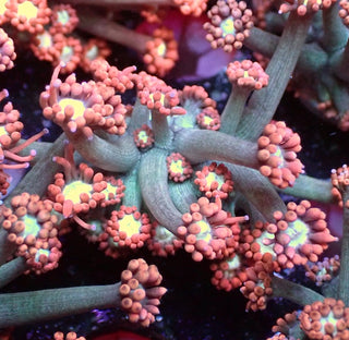 Peach Fusion Goniopora