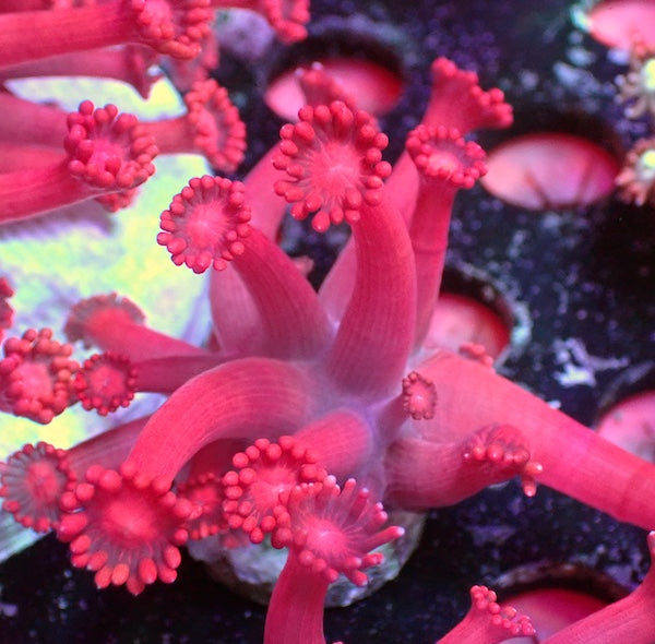 Pearl Pink/Red Goniopora