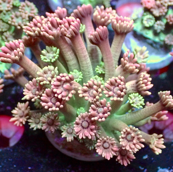 Flaming Pink Goniopora