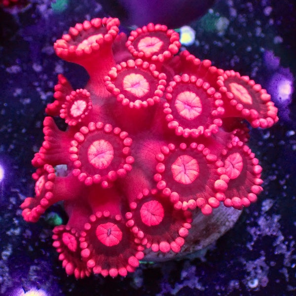 Hot Pocket Goniopora