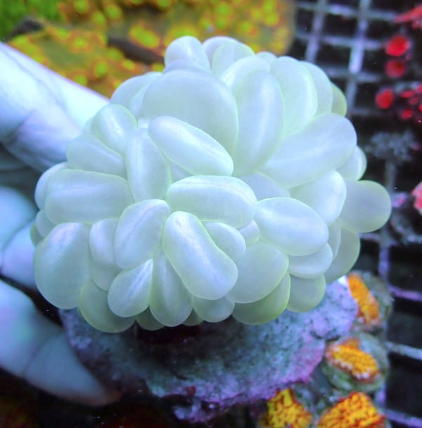 WYSIWYG 284 Pale Green Bubble Coral