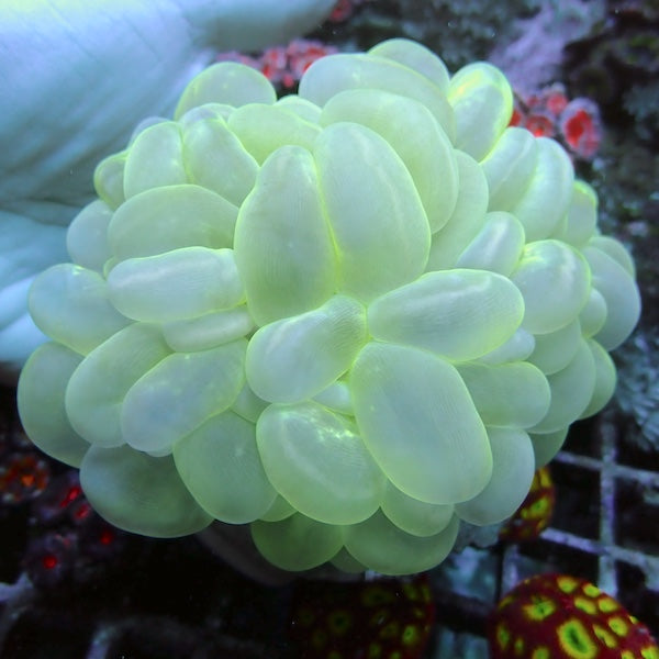 WYSIWYG 283 Green Bubble Coral