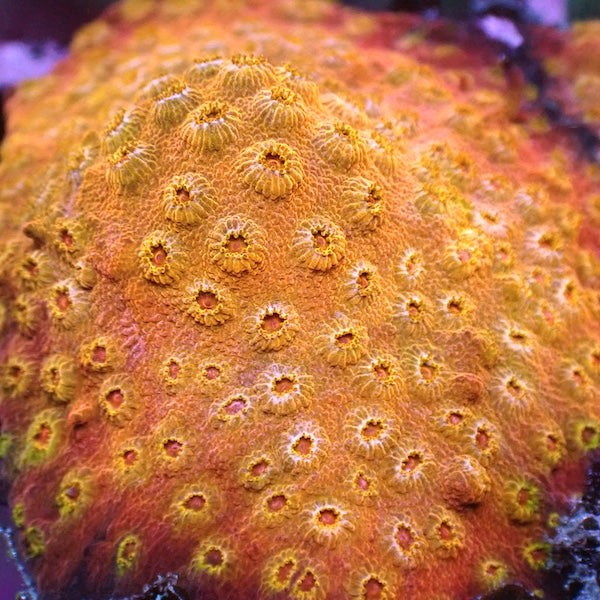 Golden Girl Cyphastrea