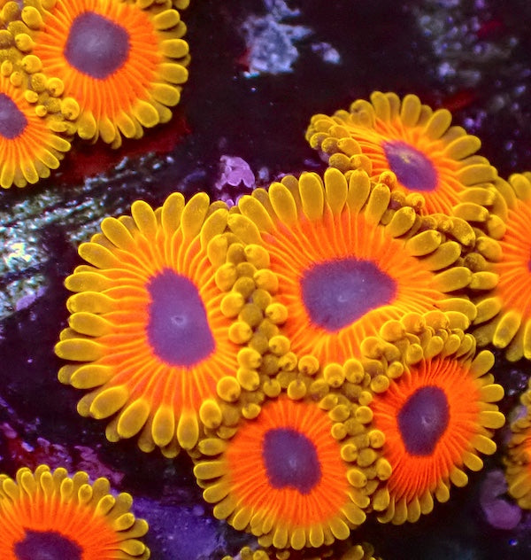 Great Owl Zoa 1 Polyp