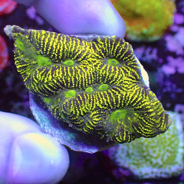 Metallic Green Barcode Platygyra