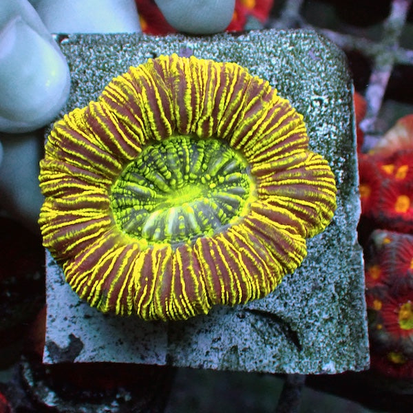 WYSIWYG 56 Bar Code Trachyphyllia