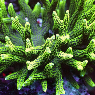Green Tip Birdsnest Seriatopora Hysterix Frag