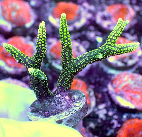 Green Tip Birdsnest Seriatopora Hysterix Frag