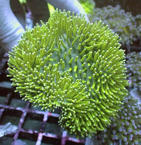 WYSIWYG 20 Green Tentacle Long Polyp Toadstool
