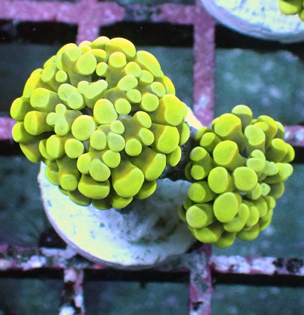 WYSIWYG 33 Yellow Branching Hammer 2 Polyps