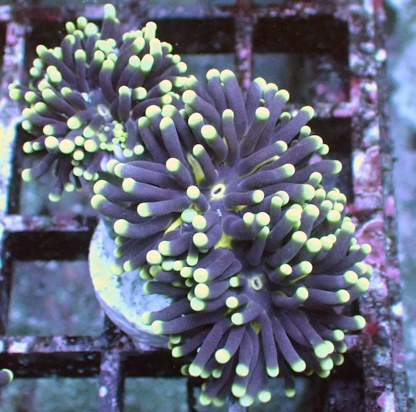 WYSIWYG 37 Blue/Green Pale Stem Euphyllia cristata