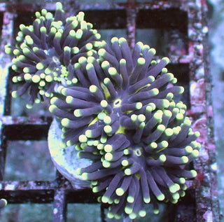 WYSIWYG 37 Blue/Green Pale Stem Euphyllia cristata 3 Fused Polyps
