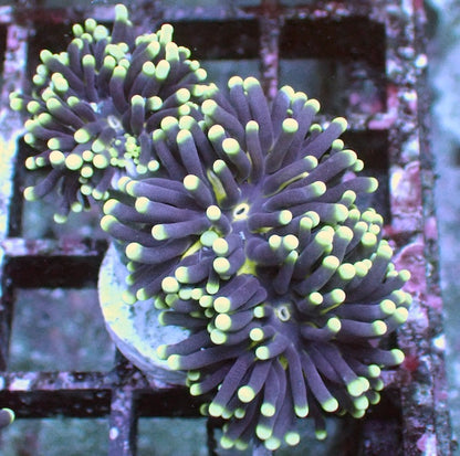 WYSIWYG 37 Blue/Green Pale Stem Euphyllia cristata