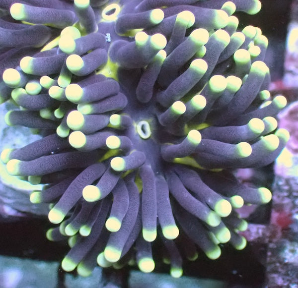 WYSIWYG 37 Blue/Green Pale Stem Euphyllia cristata