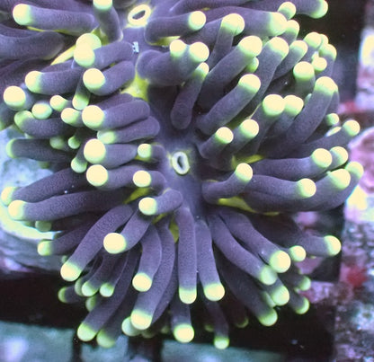 WYSIWYG 37 Blue/Green Pale Stem Euphyllia cristata