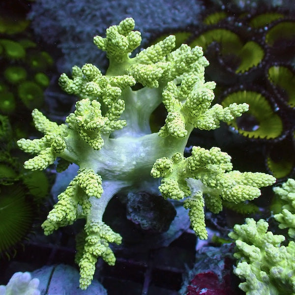 Fluoro Green Kenya Tree Colony