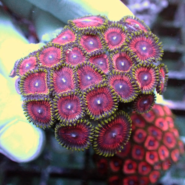 WYSIWYG 95 Pink Zoa Colony
