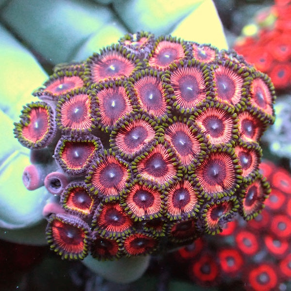WYSIWYG 194 Pink Zoa Colony