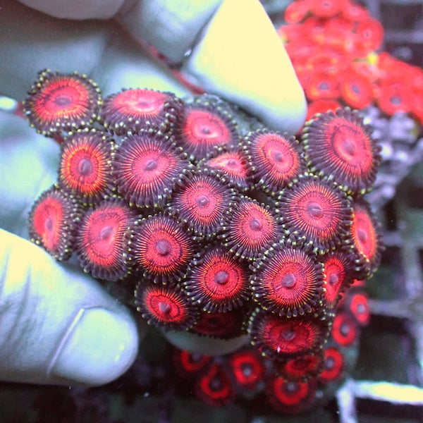 WYSIWYG 170 Pink Zoa Colony