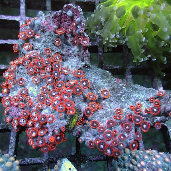 WYSIWYG 150  Ice Fire Zoa Colony